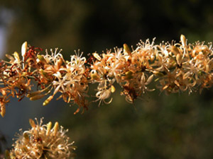 Vivers Càrex - Smilax aspera 